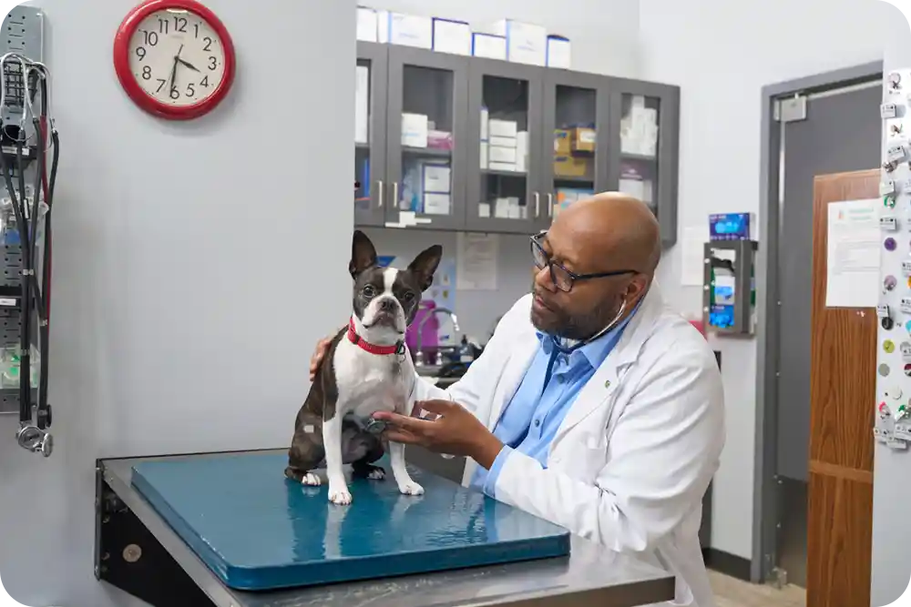 A veterinarian examining a very adorable dog