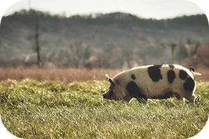 A pig in a field