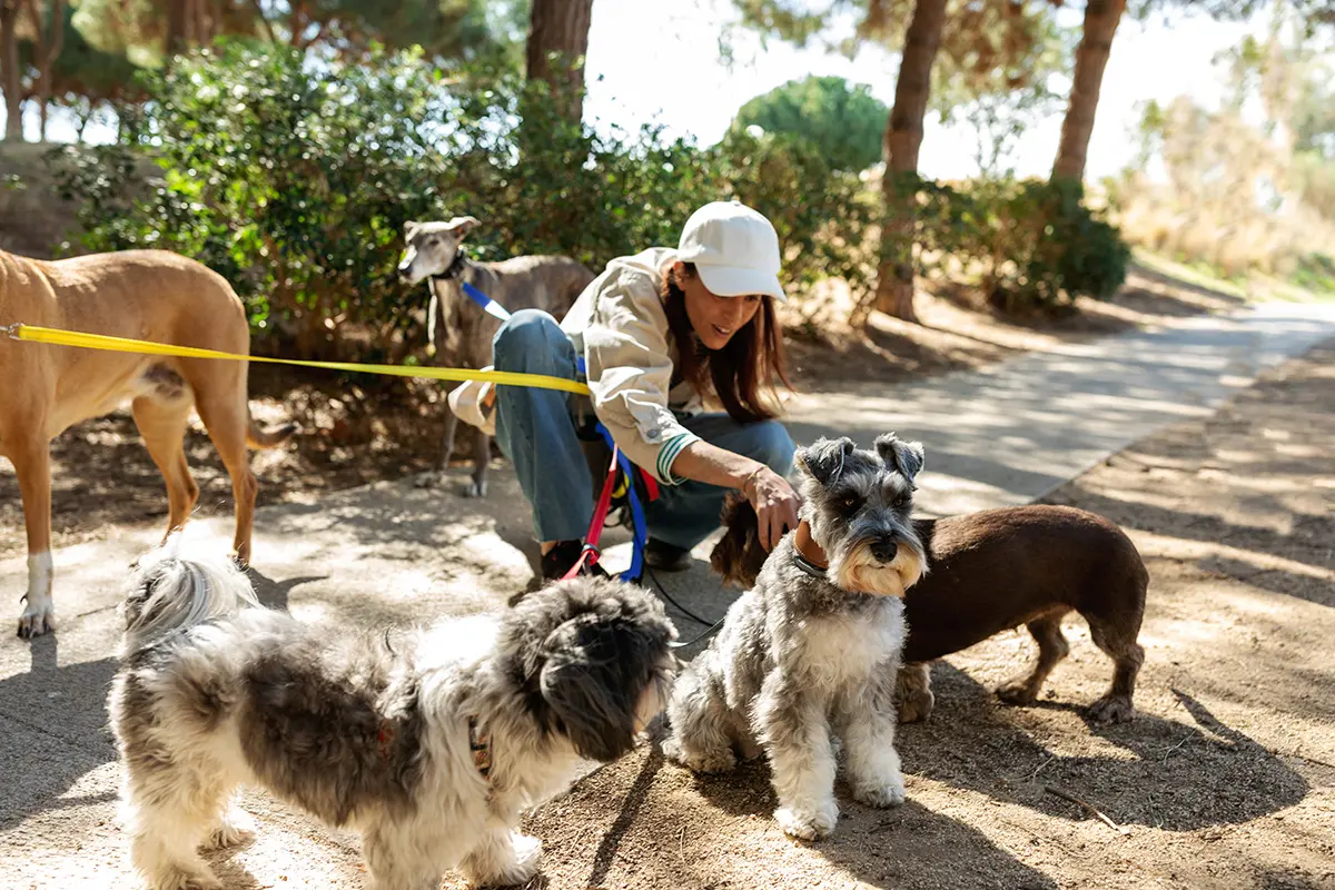 woman walking a group of dogs in a park
