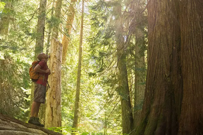 Man hiking in a forest looking up at a tree