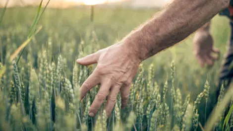 hands running over wheat