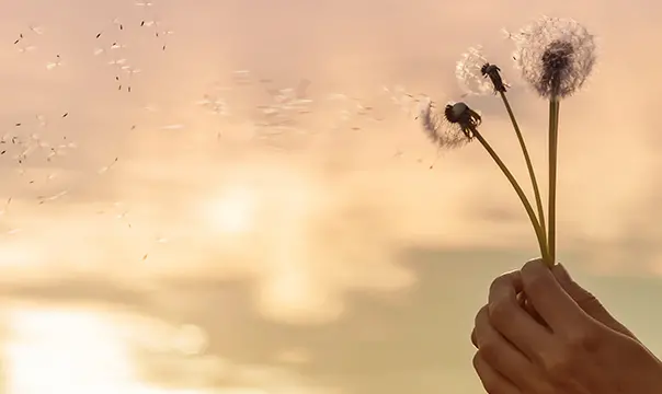 hand holding blowing dandelions